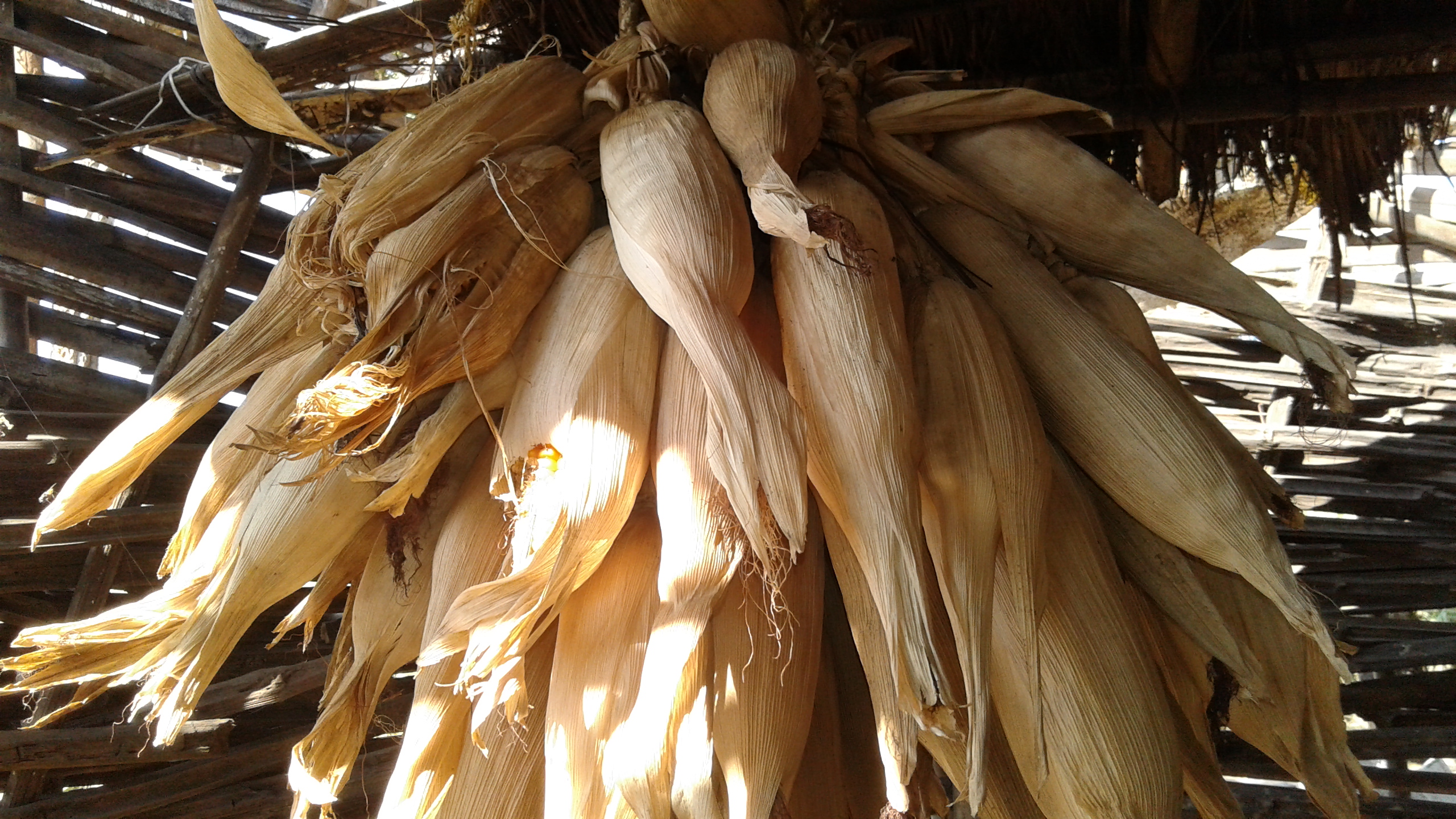 harvested sweet corn