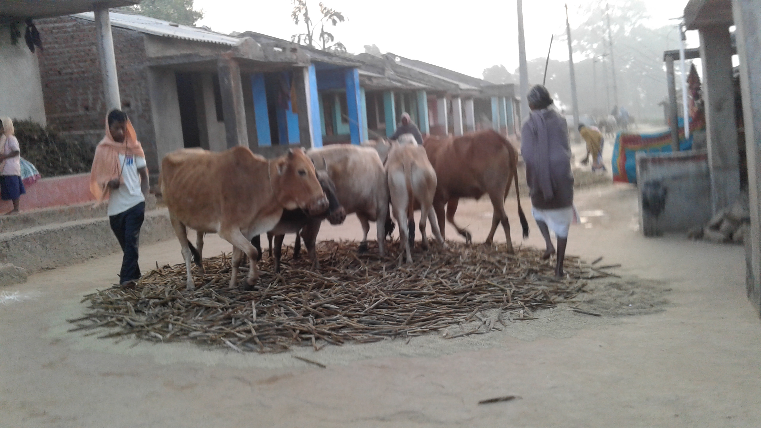 Ancient metho of Harvesting crops